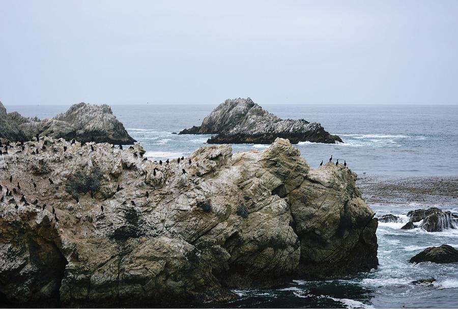 Birds On Rocks #1 Photograph by Marian Jenkins