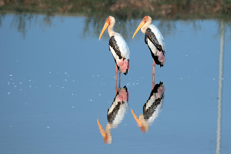 Beautiful Birds Photograph - Birds Painted Stork #1 by S S Cheema