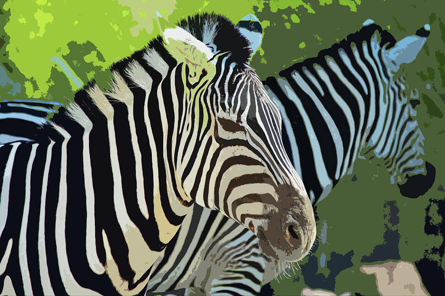 Birmingham Zebras #1 Photograph by Michiale Schneider