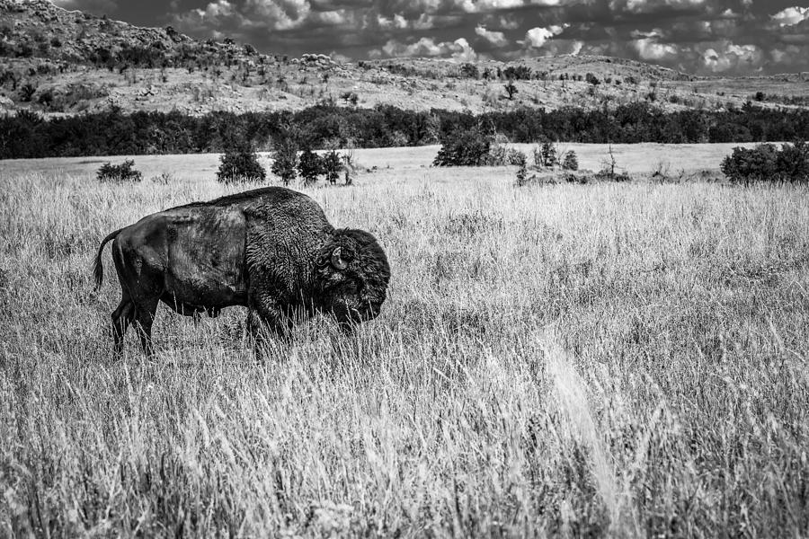 Bison 4 #1 Photograph by Doug Long