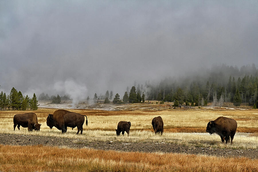 Bison at Old Faithful #1 Photograph by Shirley Mitchell