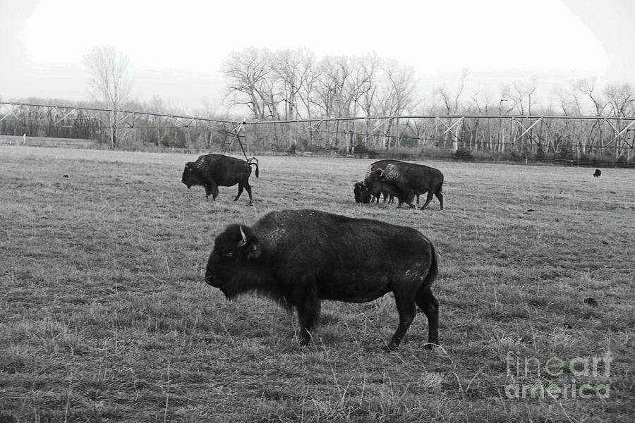 Bison in black and white #1 Photograph by Yumi Johnson