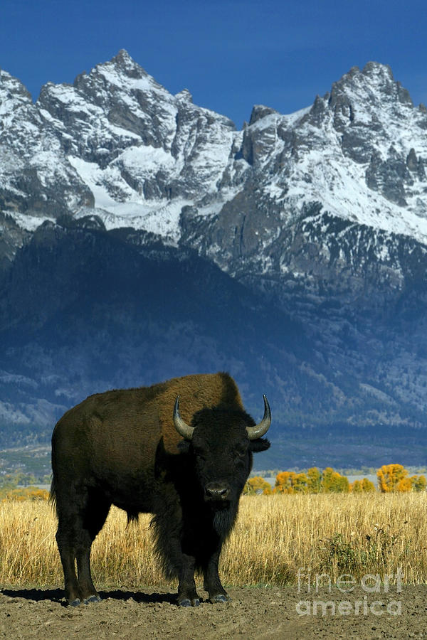 Bison In Grand Teton #1 Photograph by Jean-Louis Klein & Marie-Luce Hubert