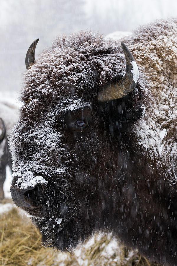 Bison in Snowstorm Photograph by Brenda Tharp - Fine Art America