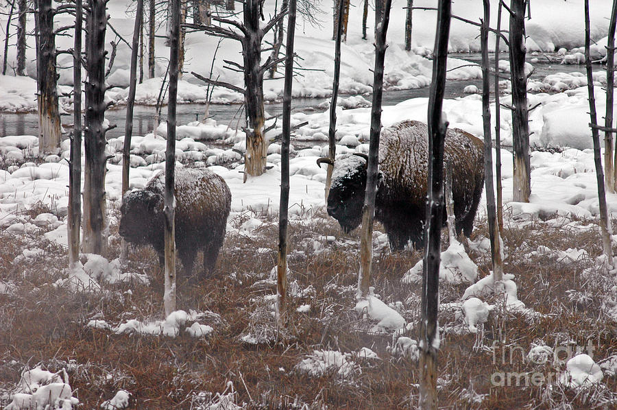Bison in Yellowstone #2 Photograph by Cindy Murphy - NightVisions 