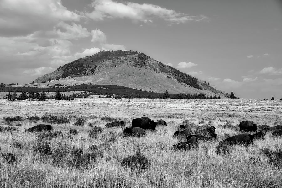 Bison In Yellowstone National Park #1 Photograph by Mountain Dreams