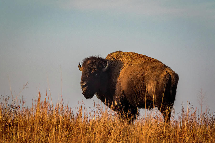 Bison #1 Photograph by Jay Stockhaus