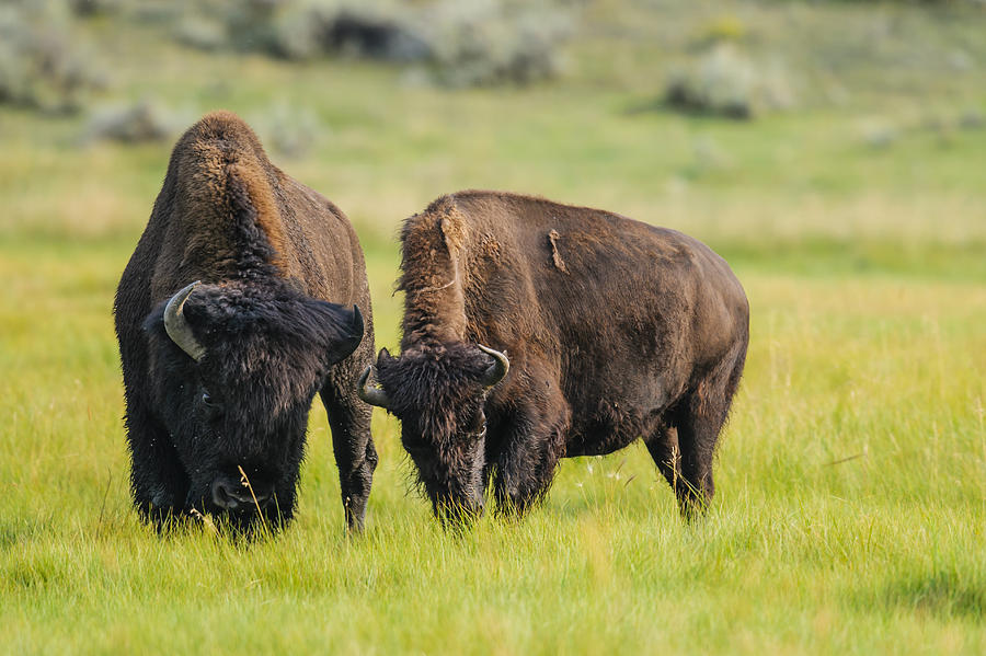 Bison Of Yellowstone National Park, Usa Photograph