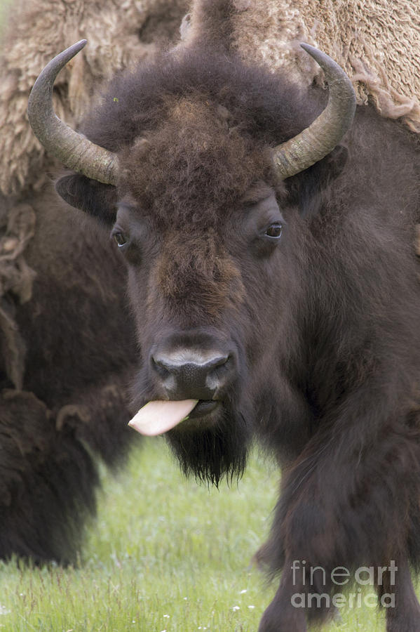 Bison Sass #1 Photograph by Sonya Lang