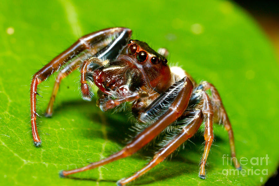 Biting Jumping Spider #1 Photograph by B.G. Thomson