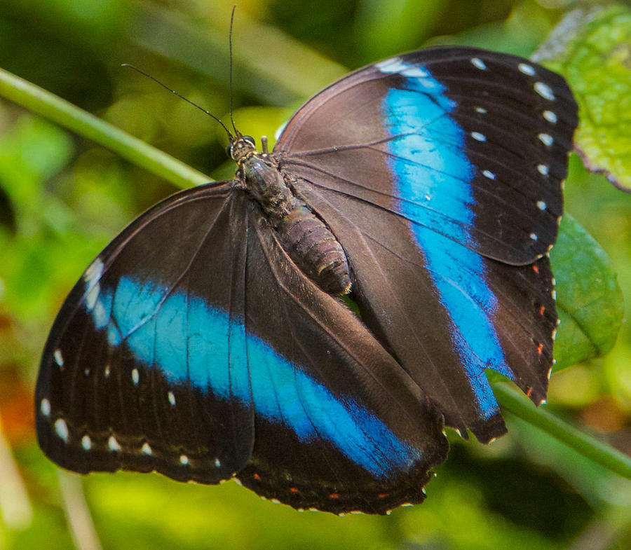 Butterfly Photograph - Black and Blue Butterfly #1 by Dee Carpenter