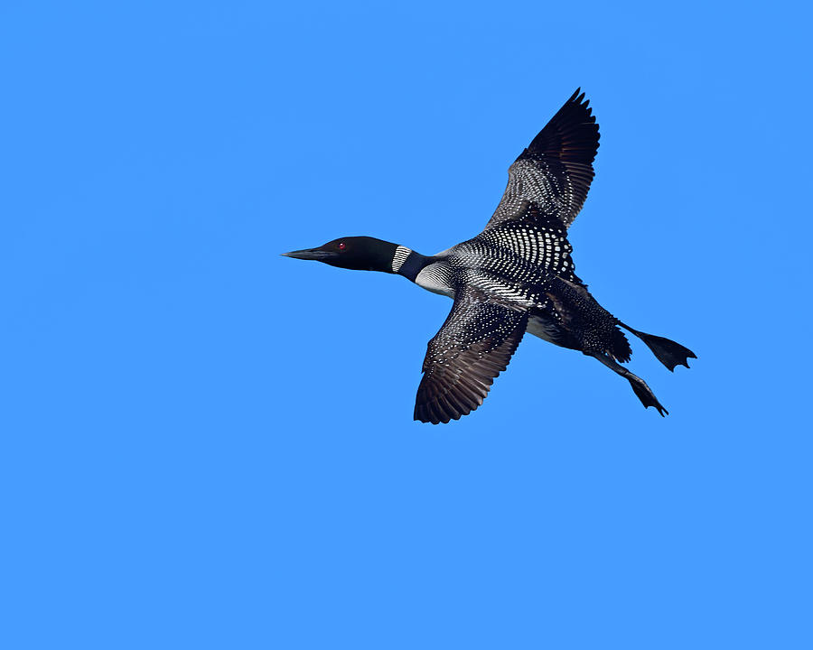 Loon Photograph - Black and Blue #1 by Tony Beck