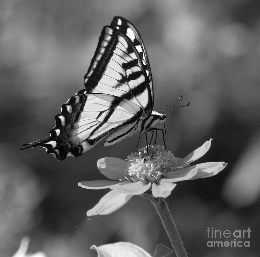  Black And White Butterfly On Zinnia Photograph by Jim And 