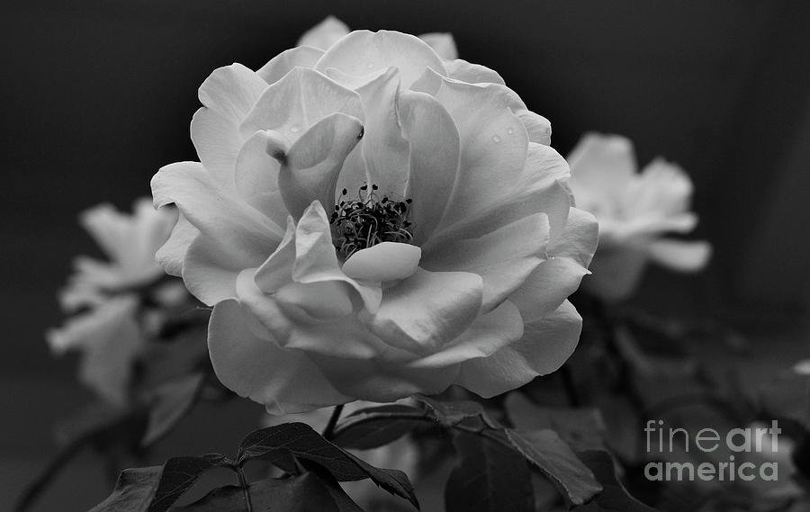 Black And White Camillia Photograph by Skip Willits