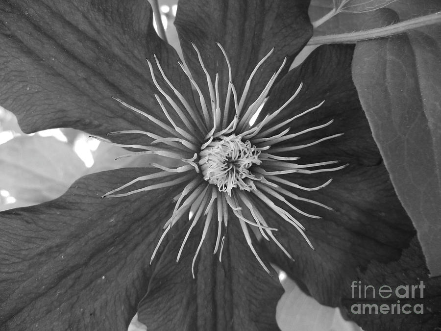 Black and white clematis #1 Photograph by Jim And Emily Bush