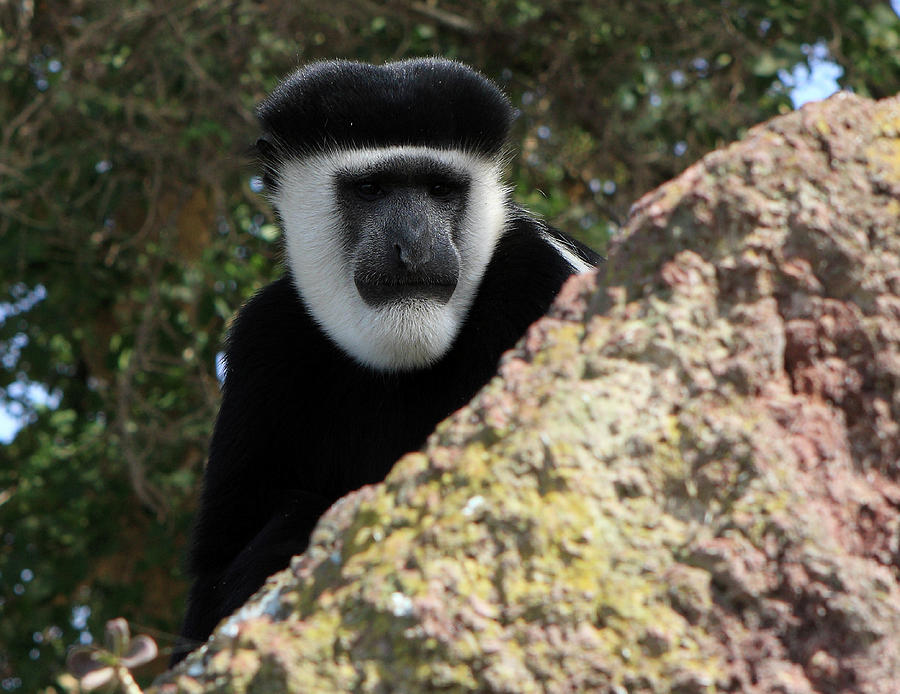 Black And White Colobus Monkey #2 Photograph by Aidan Moran