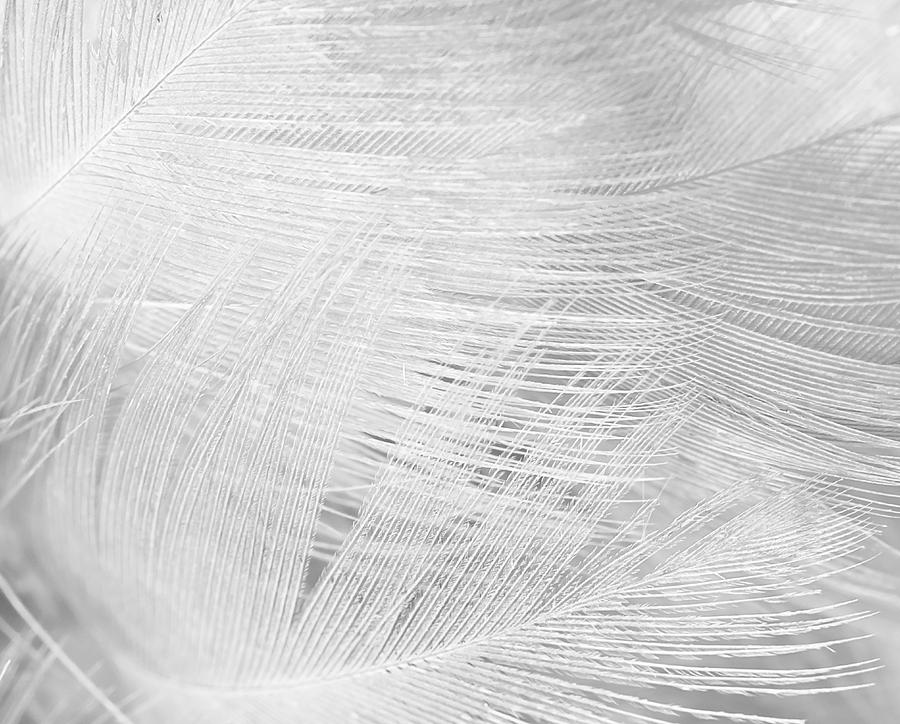 Black And White Feather Texture Background Photograph by Nattaya Mahaum -  Fine Art America