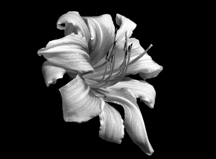 Black and white flower #1 Photograph by Lilia S