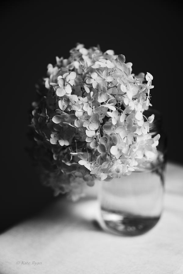 Black and White Flowers - Hydrangeas Photograph by Kate Ryan - Fine Art ...