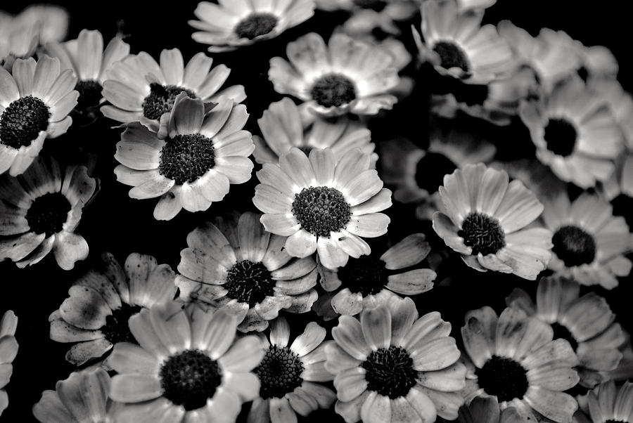 Flower Photograph - Black And White Flowers #1 by Sumit Mehndiratta
