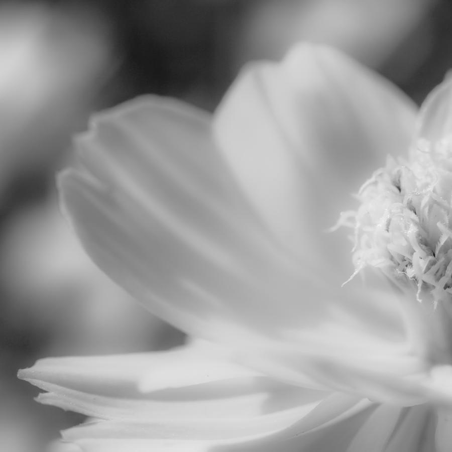 Black And White Flowers Photograph by Tran Minh Quan - Fine Art America