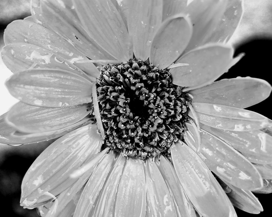 Black and White Gerbera Daisy #1 Photograph by Amy Fose