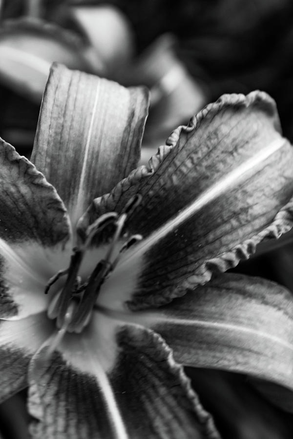 Black and White Lilies Photograph by Grace Joy Carpenter - Fine Art America