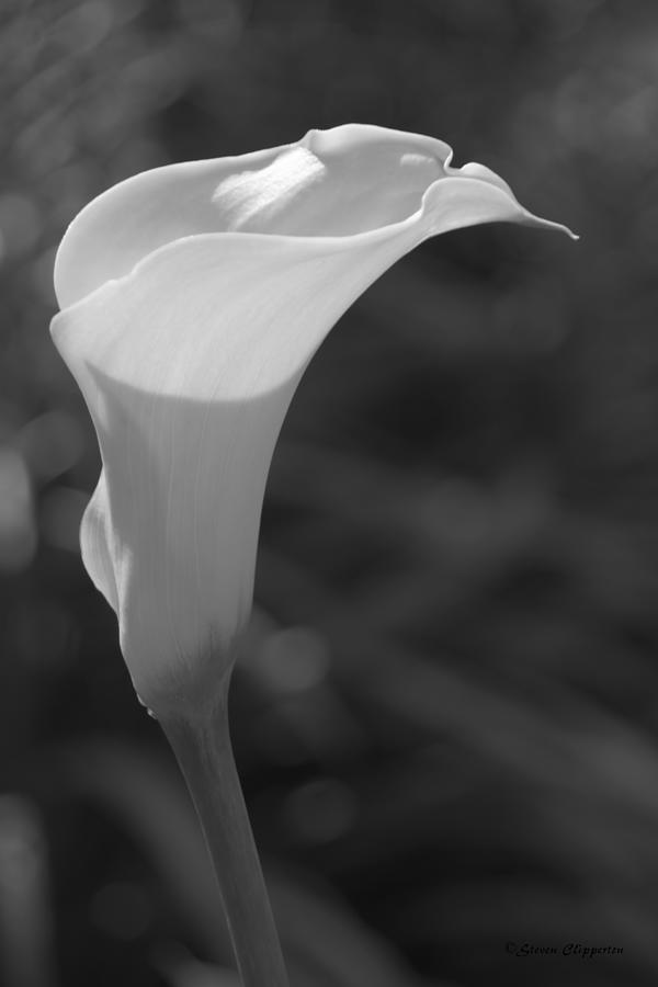 Black and White Lily 2 #2 Photograph by Steven Clipperton