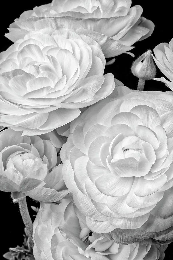 Black And White Ranunculus #1 Photograph by Garry Gay