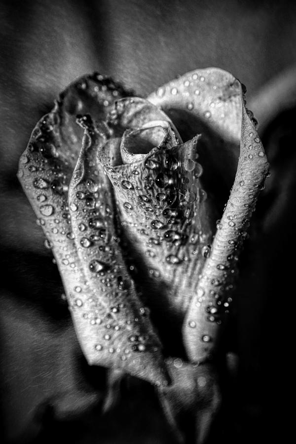 Black and white rose #1 Photograph by Lilia S