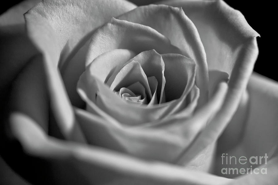 Black and White Rose #1 Photograph by Micah May