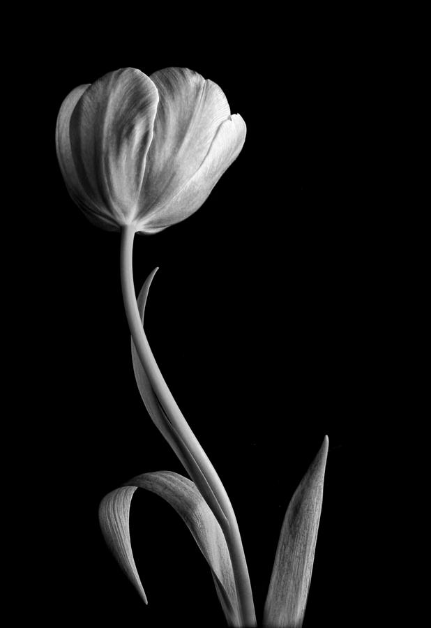 Black and White Tulip #1 Photograph by David and Carol Kelly