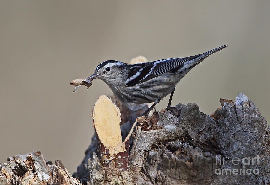 Black-and-white Warbler #1 Photograph by Neil Bowman/FLPA