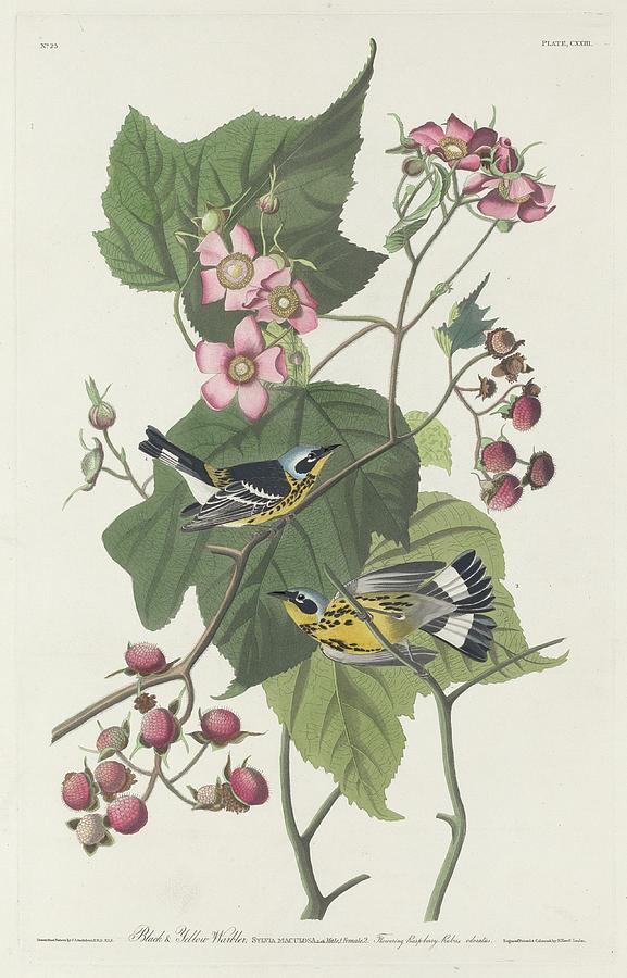 John James Audubon Drawing - Black and Yellow Warbler #1 by Dreyer Wildlife Print Collections 