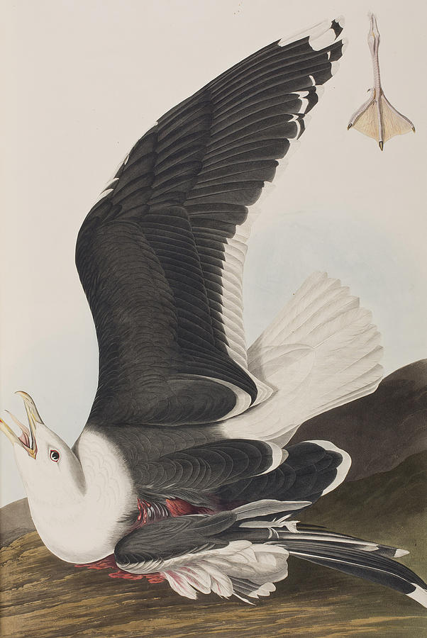 John James Audubon Painting - Black Backed Gull by John James Audubon