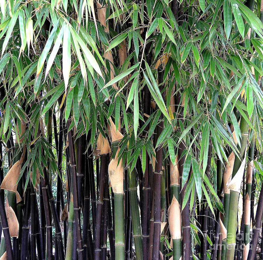 Black Photograph - Black Bamboo #1 by Mary Deal