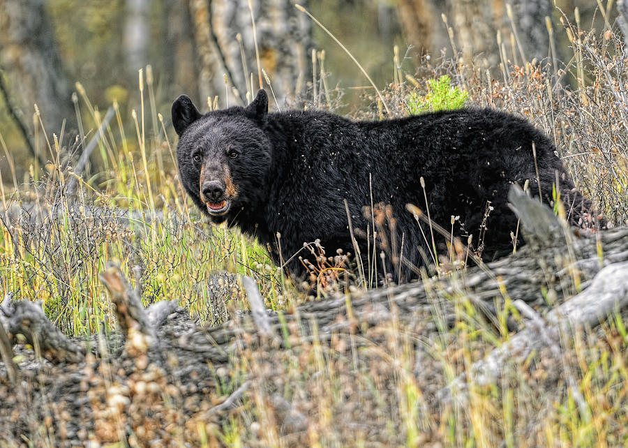 Black Bear #1 Photograph by Bill Dodsworth