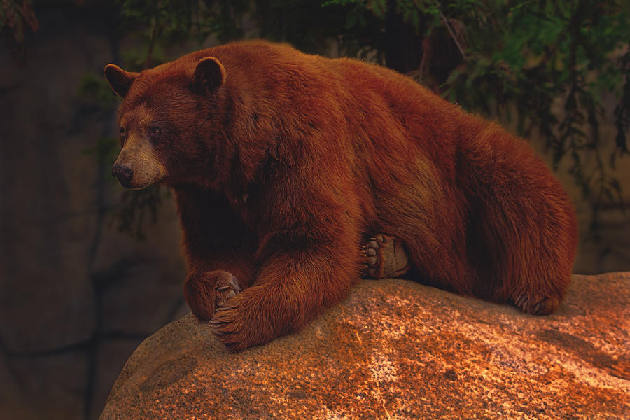 Black Bear #1 Photograph by Brian Cross