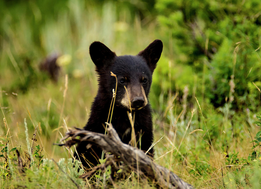 Black Bear Cub #1 Photograph by Sheryl Saxton