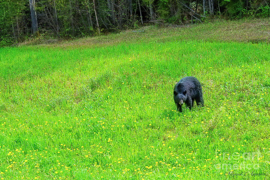 Black Bear #1 Photograph by David Arment