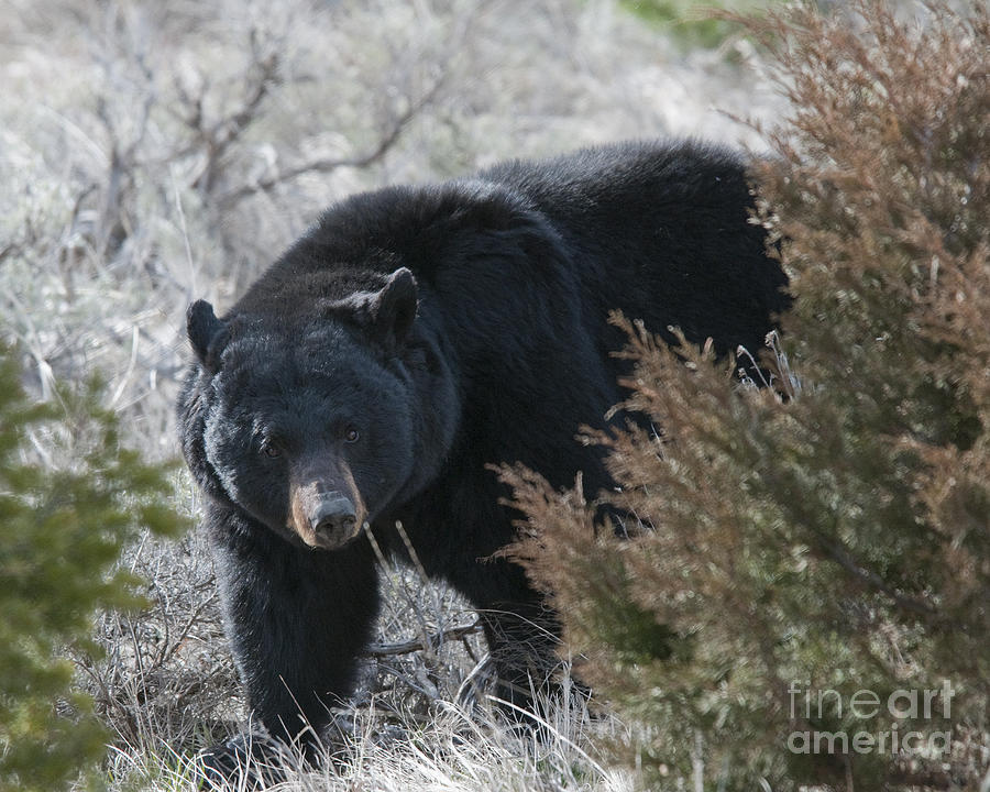 Black Bear #1 Photograph by Gary Beeler