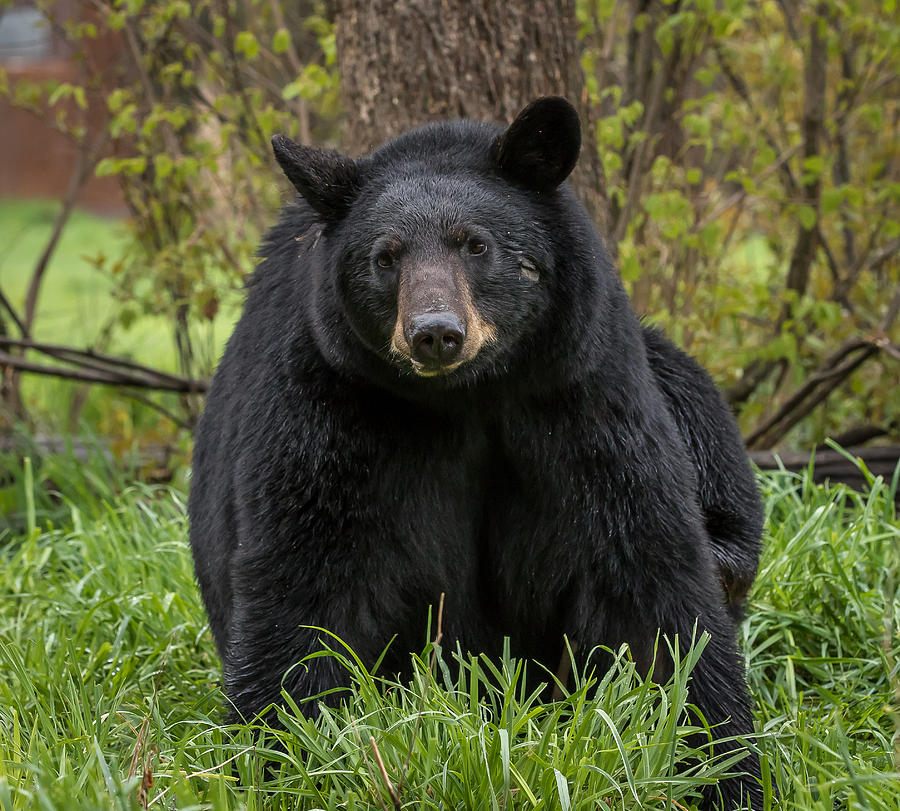 Black Bear    #1 Photograph by Mary Jo Cox
