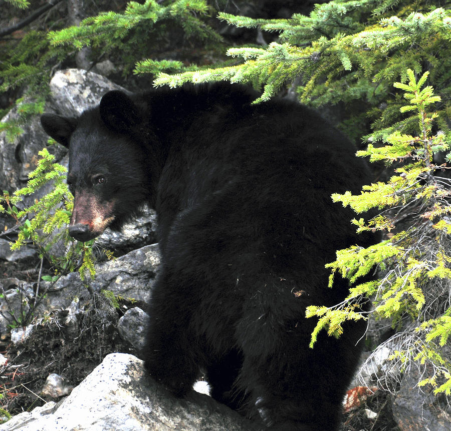 Black Bear #2 Photograph by Michelle Halsey