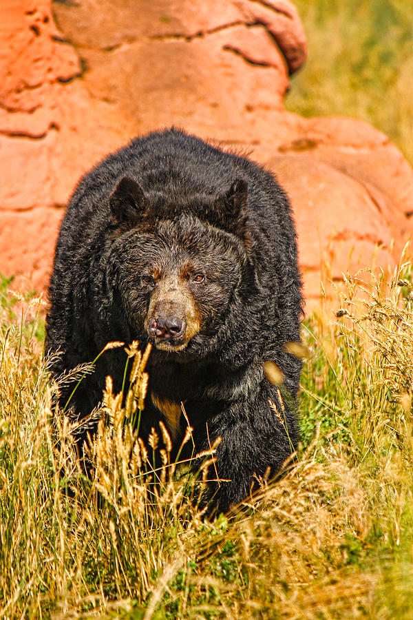 Black Bear On The Hunt Photograph