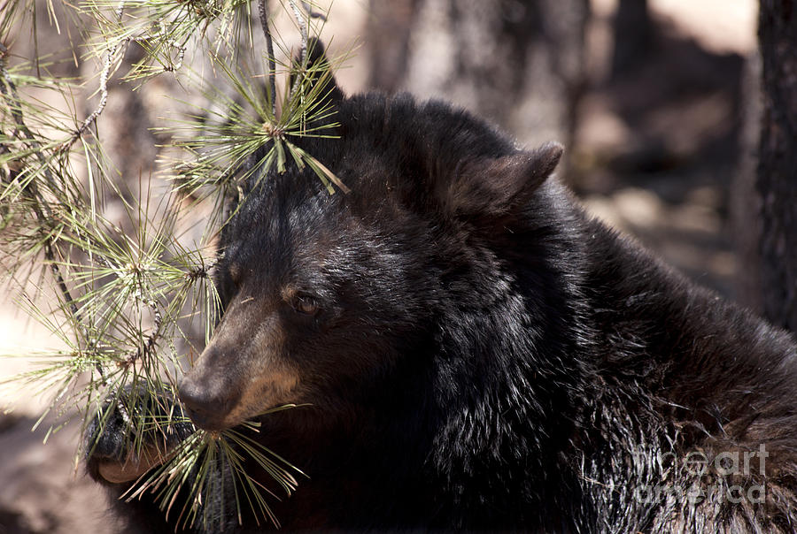 Black Bear - Ursus americanus #1 Photograph by Anthony Totah