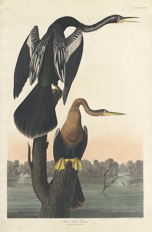 Black-Bellied Darter #1 Painting by John James Audubon