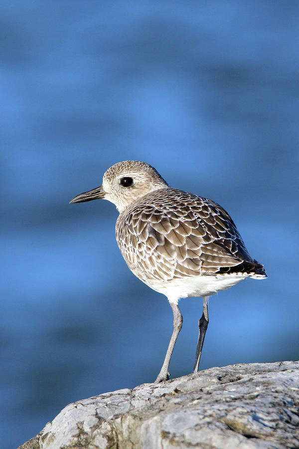 Black-bellied Plover Westhampton New York #1 Photograph by Bob Savage