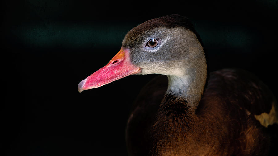 Black-bellied Whistling Duck Photograph by Simmie Reagor