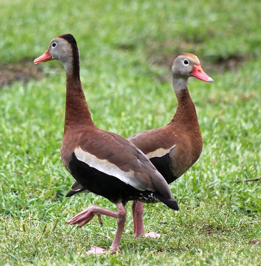 Black-bellied Whistling Ducks #1 Photograph by Jeanne Juhos