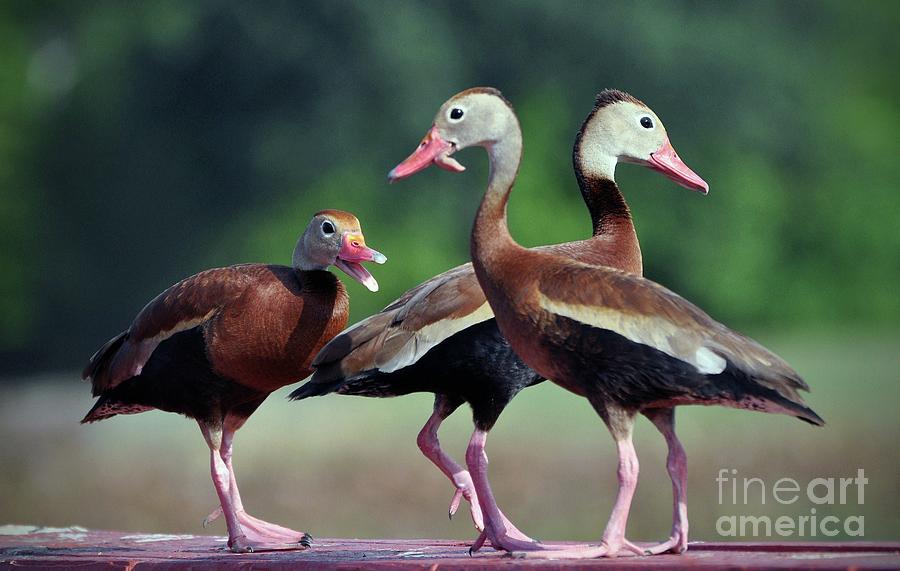 Black-bellied Whistling Ducks #2 Photograph by Savannah Gibbs